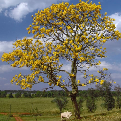 Guayacán Amarillo - Vista principal
